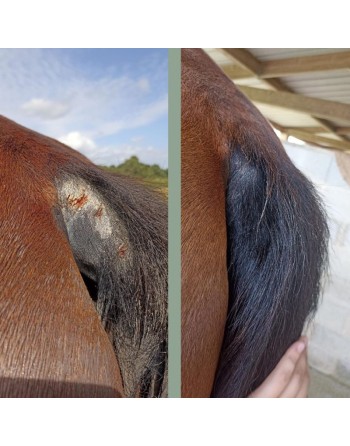 Cataplasme réparateur - NELLUMBO