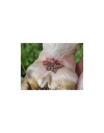 Shampoing  "Tea Tree" - ANIMADERM