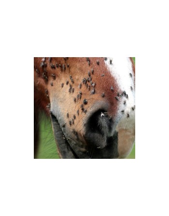 Répulsif Derfly™ - ANIMADERM